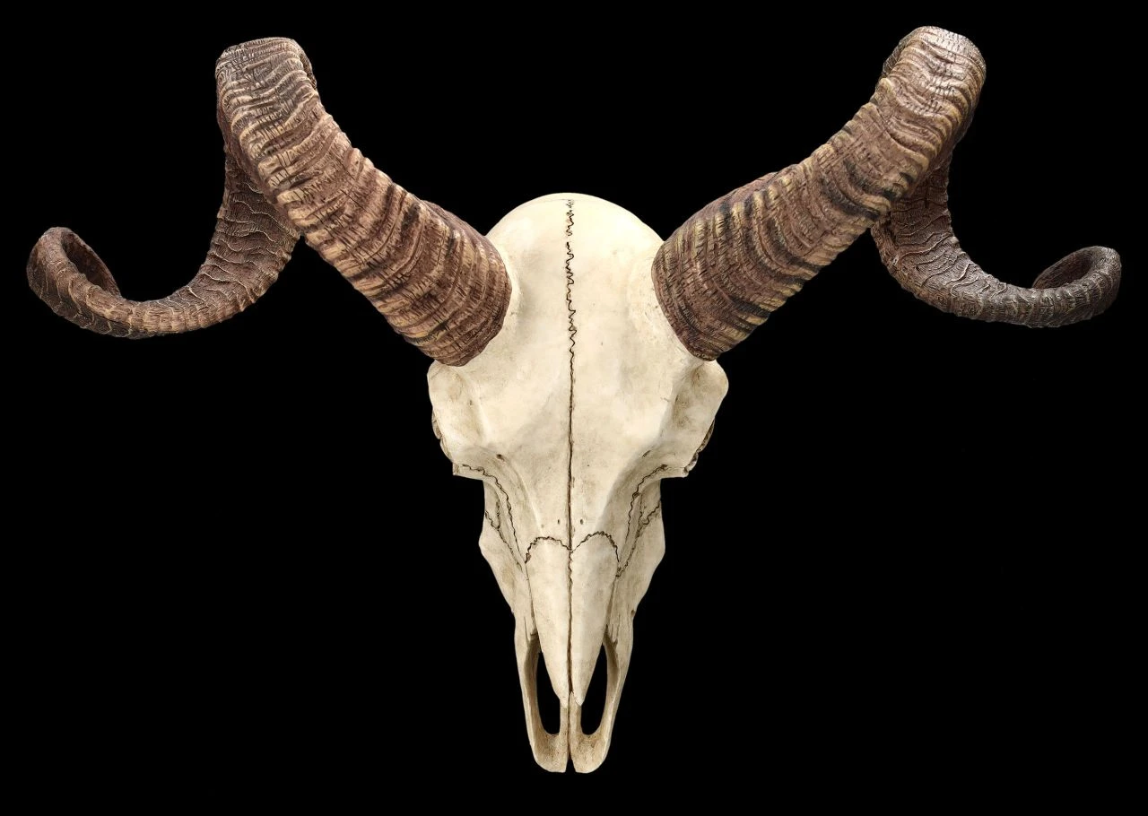 Wandrelief Totenkopf - Korsischer Widderschädel Wandrelief Totenkopf - Korsischer Widderschädel -Veronese 2D FS25105 Wandrelief Totenkopf Korsischer Widdersch