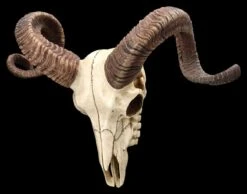 Wandrelief Totenkopf - Korsischer Widderschädel 2 Wandrelief Totenkopf - Korsischer Widderschädel -Veronese 2D FS25105 Wandrelief Totenkopf Korsischer Widdersch del 7 1280x1280