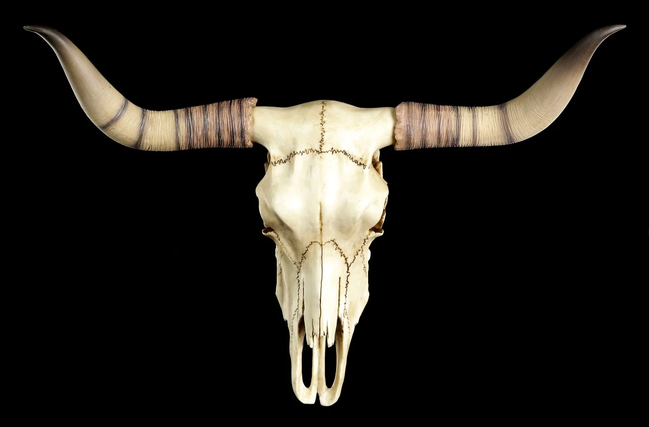 Longhorn Rinderschädel Longhorn Rinderschädel -Veronese Rinder Totenkopf Wanddeko