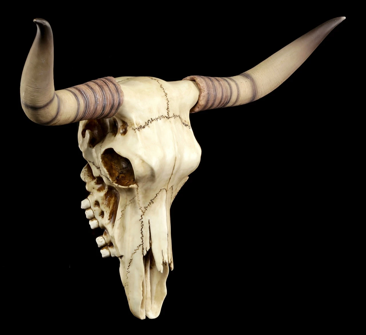 Longhorn Rinderschädel Longhorn Rinderschädel -Veronese Rinder Totenkopf