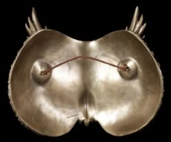 Steampunk Maske - Eule -Veronese Steampunk Wandrelief Eule 2 1280x1280